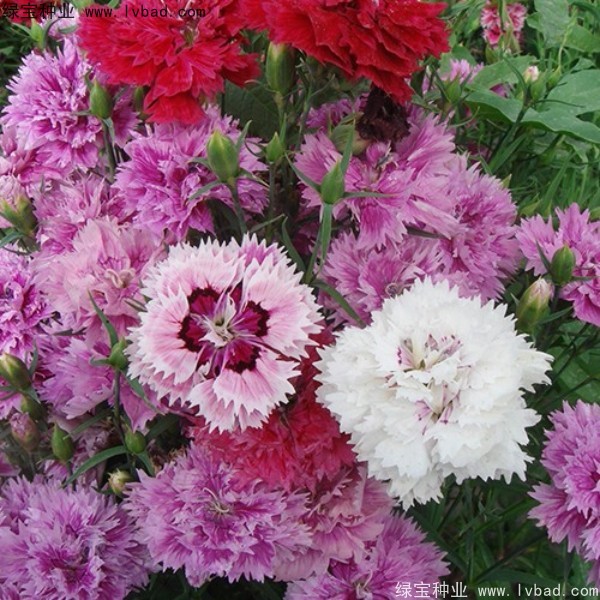 康乃馨<a href='http://njszjj.com/' target='_blank'>種子</a>