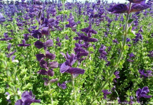 藍花<a href='http://njszjj.com/caohuazhongzi/1626.html' target='_blank'>鼠尾草</a>圖片