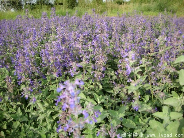 留蘭香<a href='http://njszjj.com/caohuazhongzi/1023.html' target='_blank'>薄荷</a><a href='http://njszjj.com/' target='_blank'>種子</a>