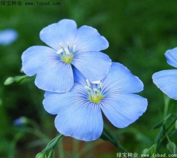 <a href='http://njszjj.com/caohuazhongzi/1585.html' target='_blank'>六倍利</a><a href='http://njszjj.com/' target='_blank'>種子</a>