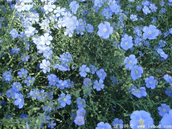 <a href='http://njszjj.com/caohuazhongzi/1585.html' target='_blank'>六倍利種子</a>