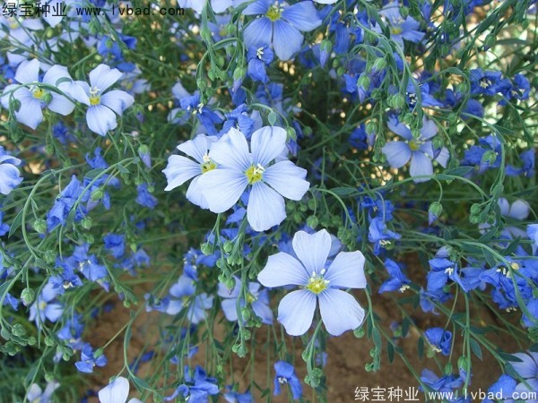 六倍利<a href='http://njszjj.com/' target='_blank'>種子</a>