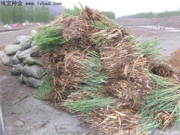 <a href='http://njszjj.com/shuicaozhongzi/1587.html' target='_blank'>蘆葦種子</a>