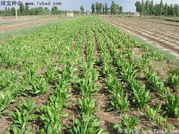<a href='http://njszjj.com/mucaozhongzi/1589.html' target='_blank'>魯梅克斯草</a>圖片