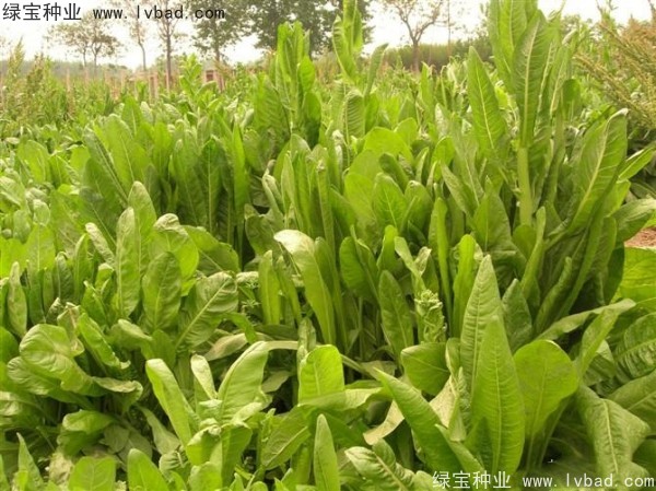 <a href='http://njszjj.com/mucaozhongzi/16296.html' target='_blank'>魯梅克斯</a>草圖片
