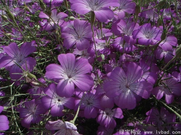 麥仙翁<a href='http://njszjj.com/' target='_blank'>種子</a>