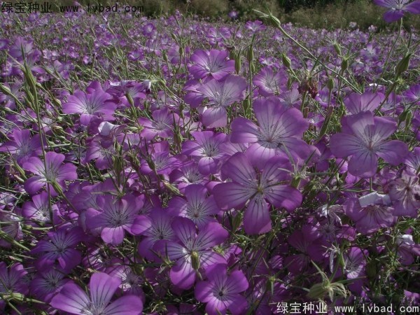 <a href='http://njszjj.com/caohuazhongzi/1594.html' target='_blank'>麥仙翁</a><a href='http://njszjj.com/' target='_blank'>種子</a>