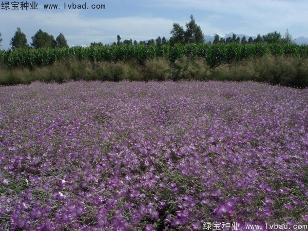 <a href='http://njszjj.com/caohuazhongzi/1594.html' target='_blank'>麥仙翁</a><a href='http://njszjj.com/' target='_blank'>種子</a>