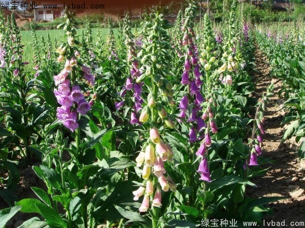 <a href='http://njszjj.com/caohuazhongzi/1596.html' target='_blank'>毛地黃種子</a>