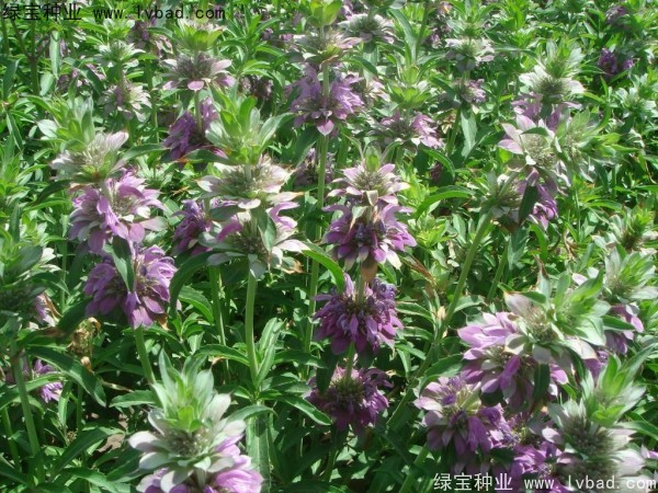 <a href='http://njszjj.com/caohuazhongzi/1597.html' target='_blank'>美國薄荷種子</a>