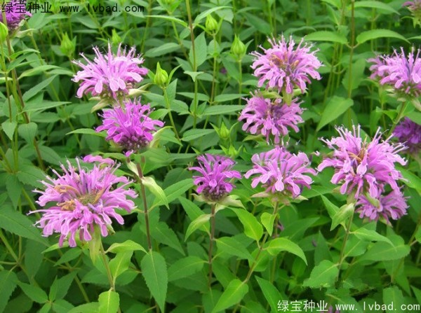美國<a href='http://njszjj.com/caohuazhongzi/1023.html' target='_blank'>薄荷種子</a>