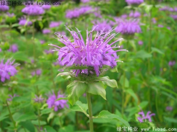 美國<a href='http://njszjj.com/caohuazhongzi/1023.html' target='_blank'>薄荷種子</a>