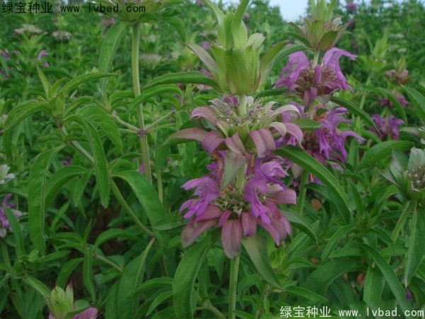 <a href='http://njszjj.com/caohuazhongzi/1597.html' target='_blank'>美國薄荷</a>種子