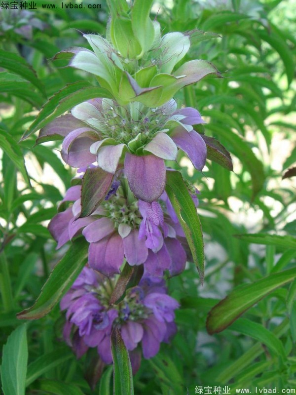 美國<a href='http://njszjj.com/caohuazhongzi/1023.html' target='_blank'>薄荷種子</a>