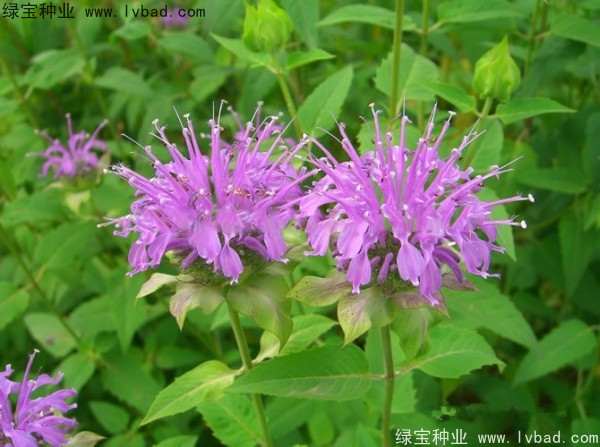 <a href='http://njszjj.com/caohuazhongzi/1597.html' target='_blank'>美國薄荷種子</a>