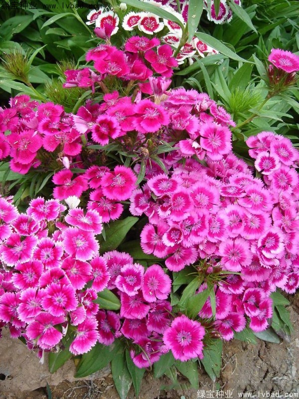 美國石竹<a href='http://njszjj.com/' target='_blank'>種子</a>