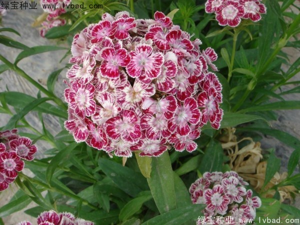 美國<a href='http://njszjj.com/caohuazhongzi/97045.html' target='_blank'>石竹種子</a>