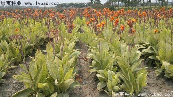 <a href='http://njszjj.com/caohuazhongzi/1601.html' target='_blank'>美人蕉種子</a>