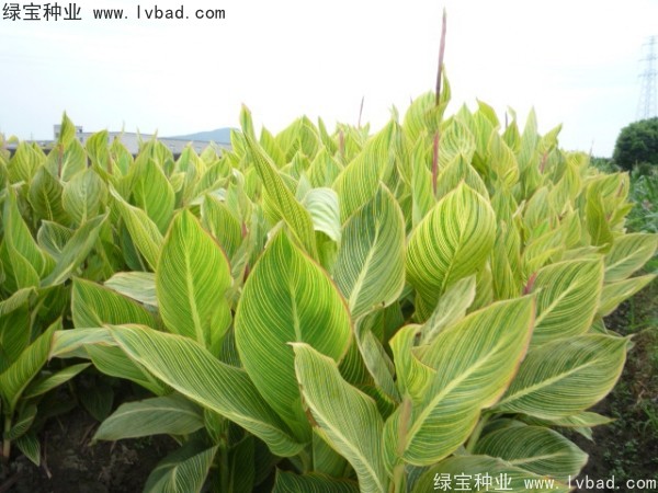 美人蕉<a href='http://njszjj.com/' target='_blank'>種子</a>