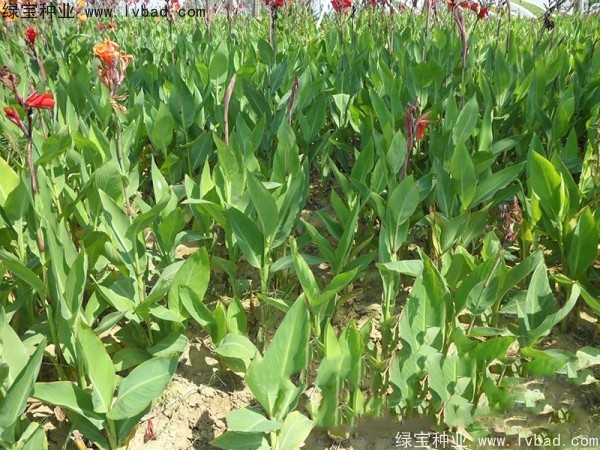 <a href='http://njszjj.com/caohuazhongzi/1601.html' target='_blank'>美人蕉種子</a>