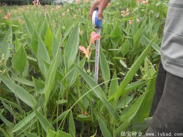 美人蕉<a href='http://njszjj.com/' target='_blank'>種子</a>
