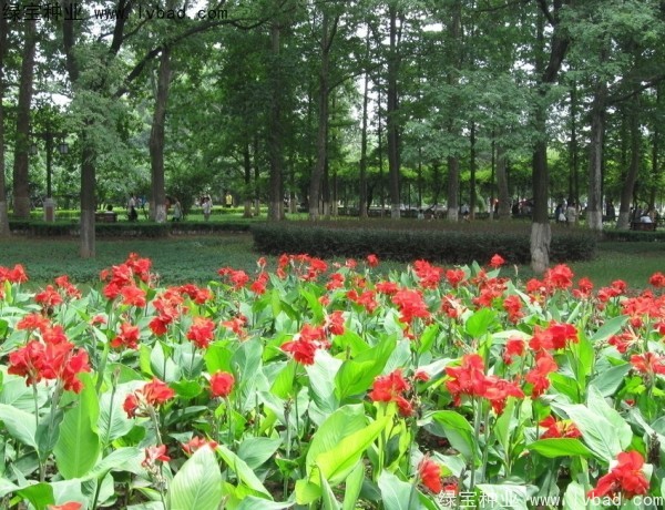 <a href='http://njszjj.com/caohuazhongzi/1601.html' target='_blank'>美人蕉種子</a>