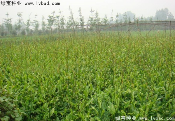 <a href='http://njszjj.com/caohuazhongzi/1601.html' target='_blank'>美人蕉</a><a href='http://njszjj.com/' target='_blank'>種子</a>