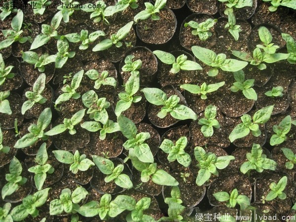 <a href='http://njszjj.com/caohuazhongzi/1602.html' target='_blank'>迷你向日葵</a>圖片