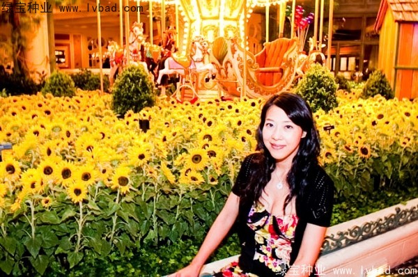 迷你<a href='http://njszjj.com/caohuazhongzi/97271.html' target='_blank'>向日葵</a>圖片