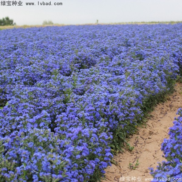 <a href='http://njszjj.com/caohuazhongzi/1603.html' target='_blank'>南非牛舌草</a>