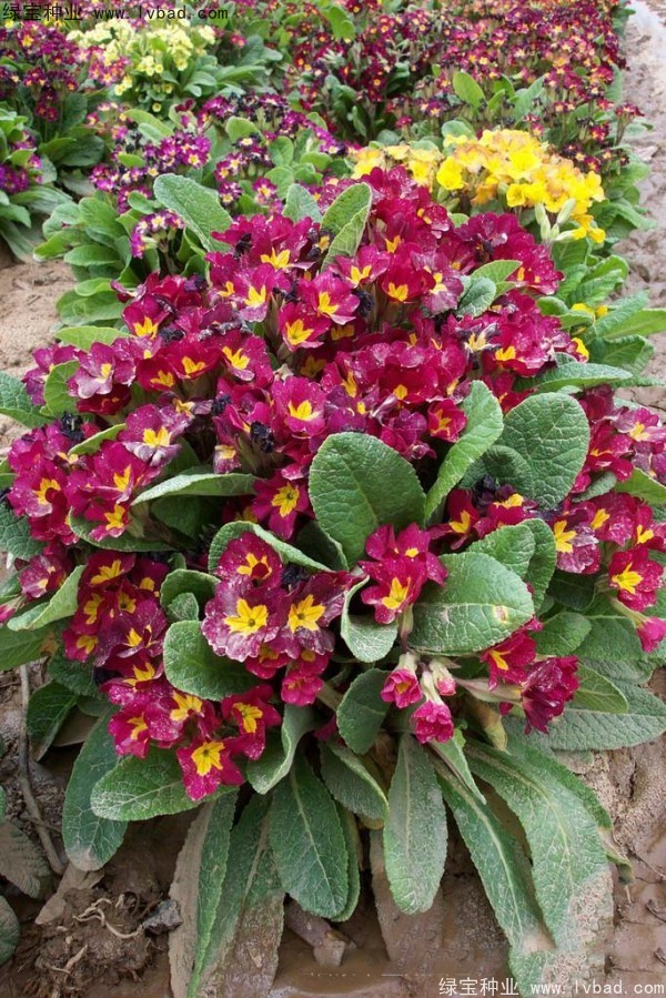 歐洲<a href='http://njszjj.com/caohuazhongzi/1024.html' target='_blank'>報春花</a>種子