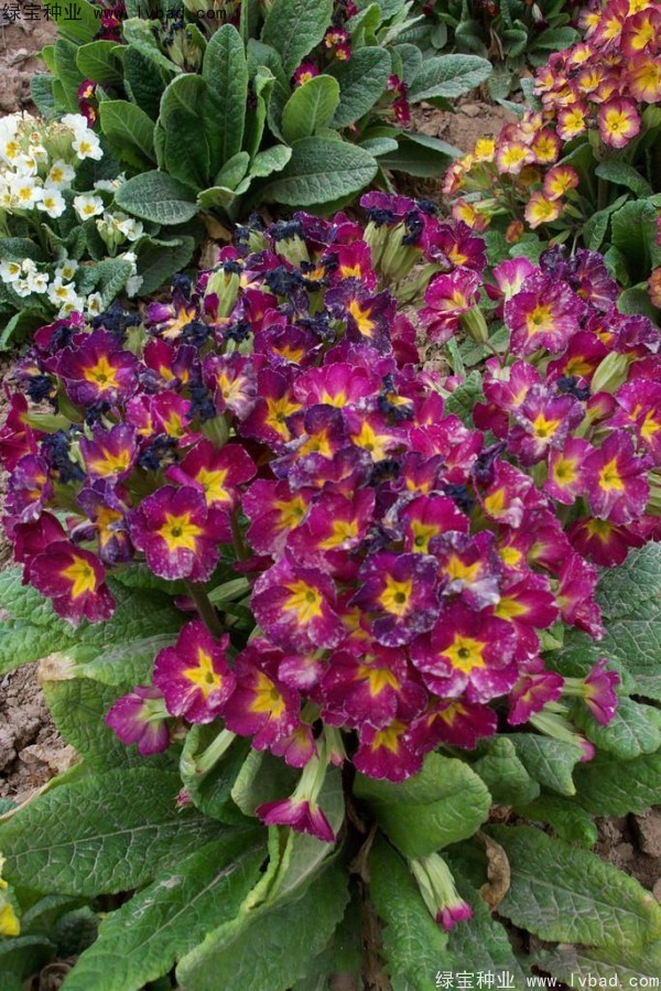 歐洲<a href='http://njszjj.com/caohuazhongzi/1024.html' target='_blank'>報春花種子</a>