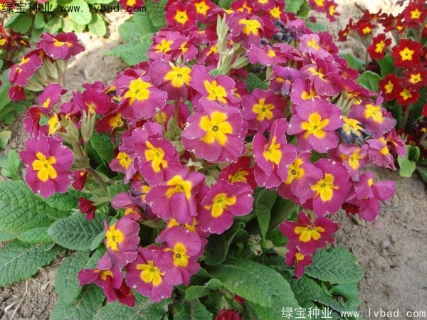 歐洲<a href='http://njszjj.com/caohuazhongzi/1024.html' target='_blank'>報春花種子</a>