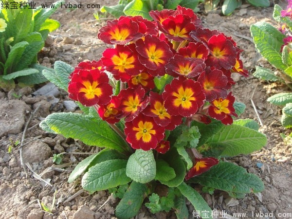 歐洲<a href='http://njszjj.com/caohuazhongzi/1024.html' target='_blank'>報春花種子</a>