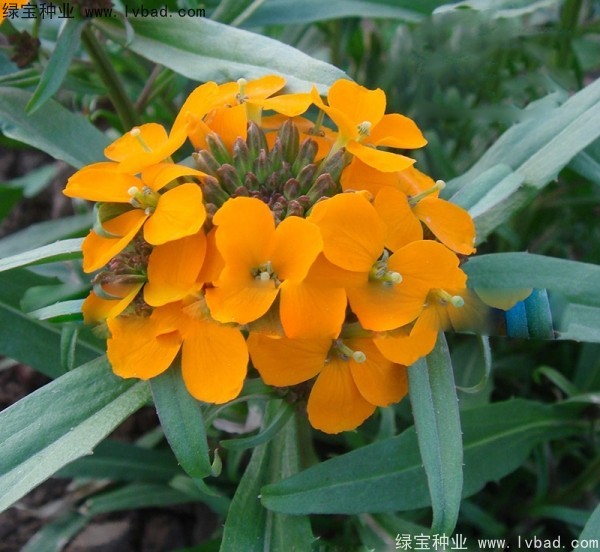 <a href='http://njszjj.com/caohuazhongzi/1608.html' target='_blank'>七里黃種子</a>