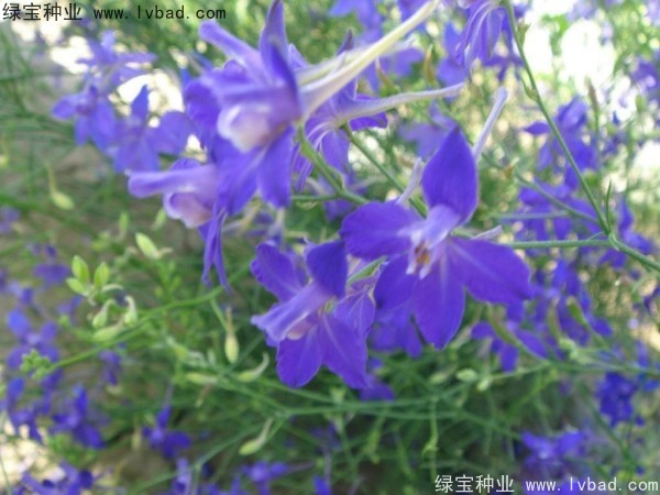 千鳥(niǎo)草種子