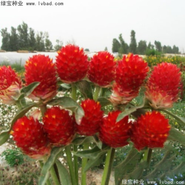 <a href='http://njszjj.com/caohuazhongzi/1611.html' target='_blank'>千日紅</a><a href='http://njszjj.com/' target='_blank'>種子</a>
