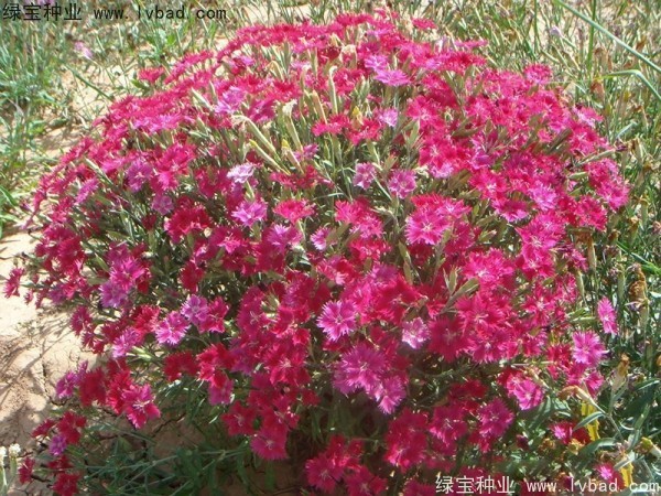 瞿麥<a href='http://njszjj.com/' target='_blank'>種子</a>