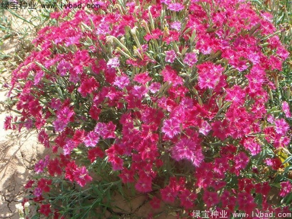 <a href='http://njszjj.com/caohuazhongzi/1615.html' target='_blank'>瞿麥種子</a>