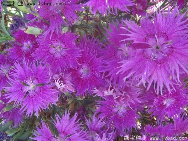 <a href='http://njszjj.com/caohuazhongzi/1615.html' target='_blank'>瞿麥種子</a>