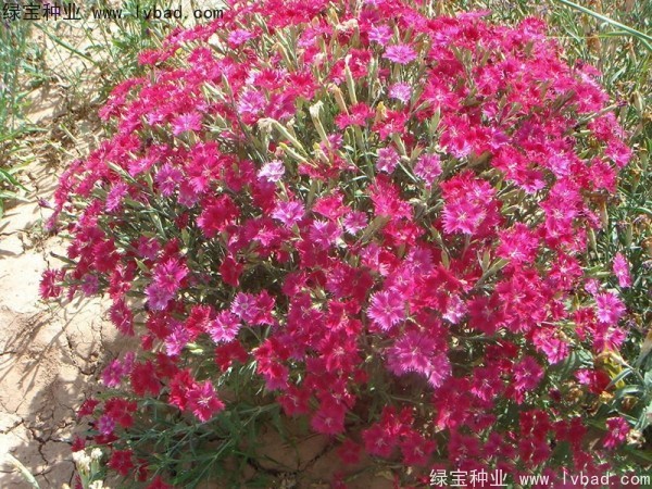 <a href='http://njszjj.com/caohuazhongzi/1615.html' target='_blank'>瞿麥</a><a href='http://njszjj.com/' target='_blank'>種子</a>