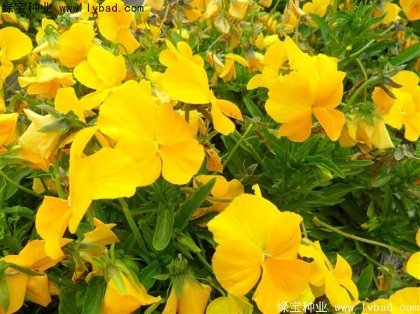 三色堇<a href='http://njszjj.com/' target='_blank'>種子</a>