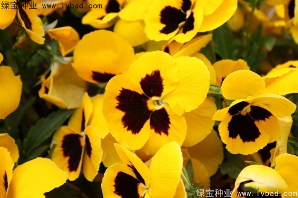 <a href='http://njszjj.com/caohuazhongzi/1619.html' target='_blank'>三色旋花種子</a>