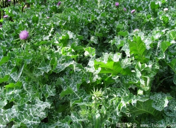 <a href='http://njszjj.com/caohuazhongzi/1627.html' target='_blank'>水飛薊</a><a href='http://njszjj.com/' target='_blank'>種子</a>