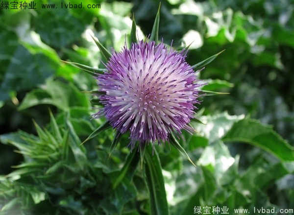 <a href='http://njszjj.com/caohuazhongzi/1627.html' target='_blank'>水飛薊種子</a>