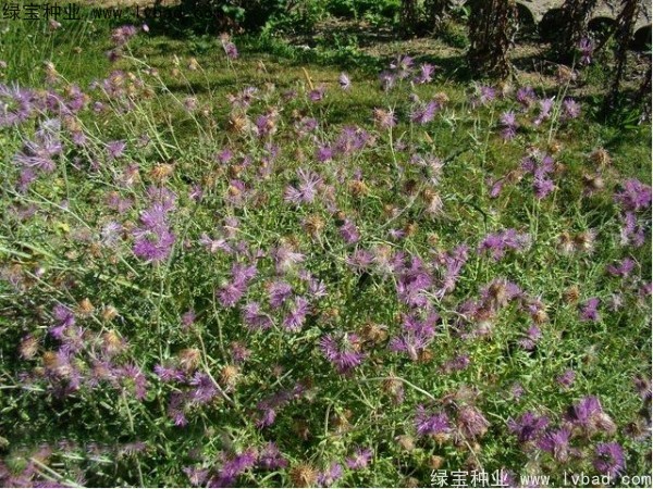 <a href='http://njszjj.com/caohuazhongzi/1627.html' target='_blank'>水飛薊</a><a href='http://njszjj.com/' target='_blank'>種子</a>
