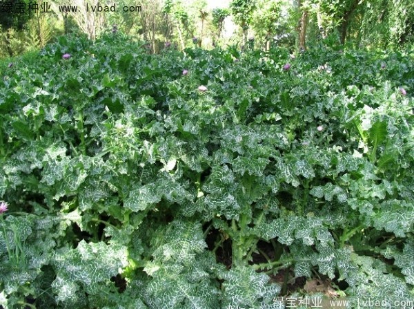 <a href='http://njszjj.com/caohuazhongzi/1627.html' target='_blank'>水飛薊種子</a>