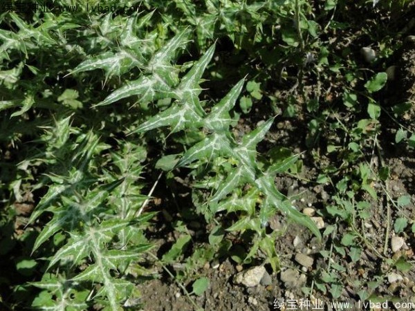 水飛薊<a href='http://njszjj.com/' target='_blank'>種子</a>