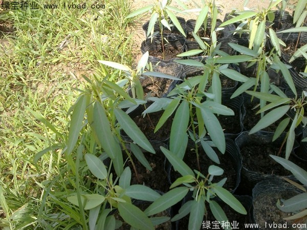 <a href='http://njszjj.com/caohuazhongzi/1628.html' target='_blank'>跳舞草</a>