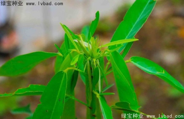 <a href='http://njszjj.com/caohuazhongzi/1628.html' target='_blank'>跳舞草</a>